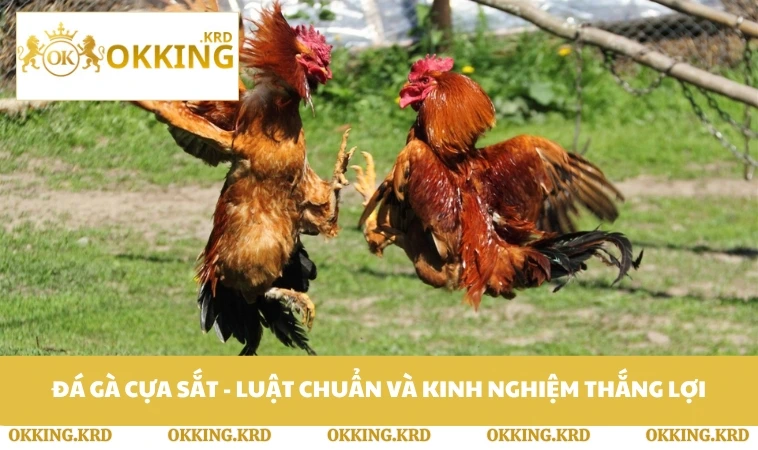 Đá Gà Cựa Sắt - Luật Chuẩn Và Kinh Nghiệm Thắng Lợi