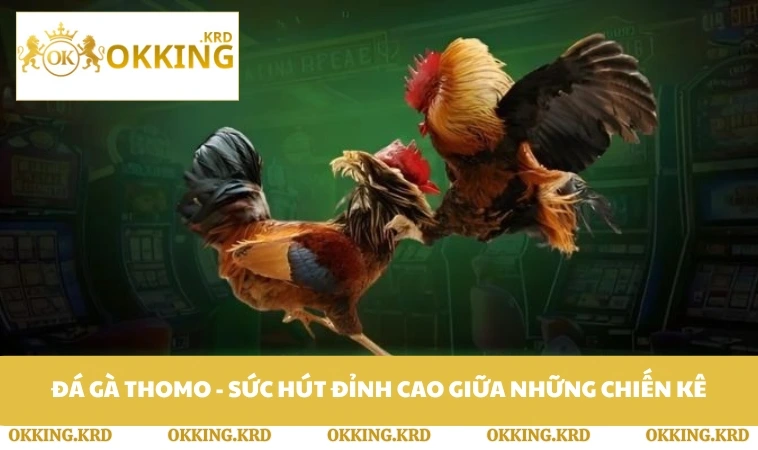 Đá Gà Thomo - Sức Hút Đỉnh Cao Giữa Những Chiến Kê