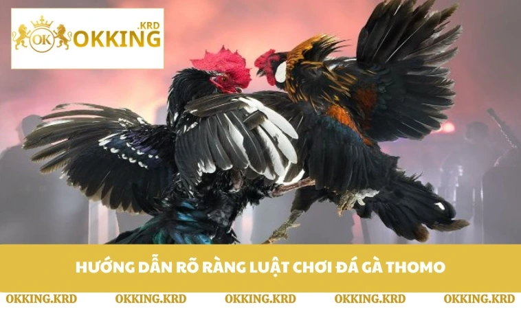 Hướng dẫn rõ ràng luật chơi đá gà Thomo