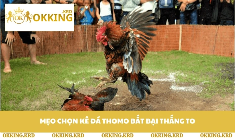 Mẹo chọn kê đá Thomo bất bại thắng to