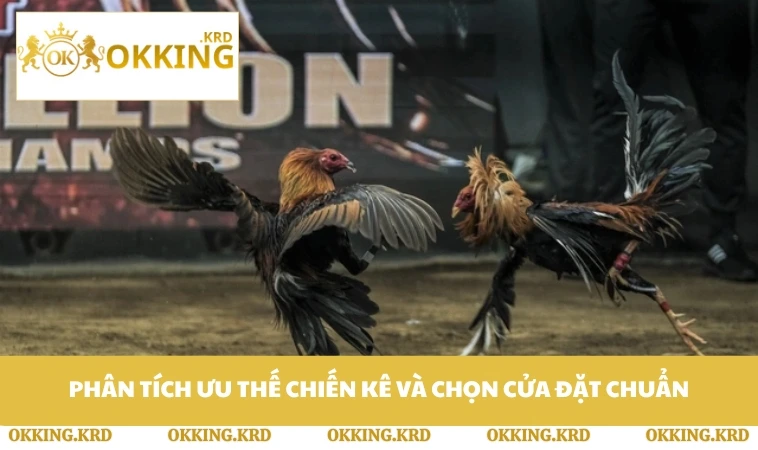 Phân tích ưu thế chiến kê và chọn cửa đặt chuẩn