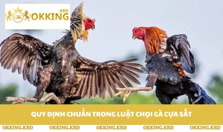Quy định chuẩn trong luật chọi gà cựa sắt