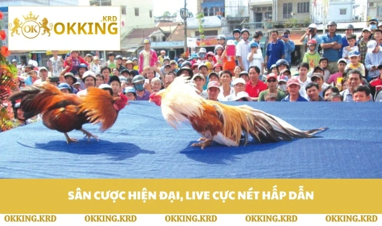 Sân cược hiện đại, live cực nét hấp dẫn