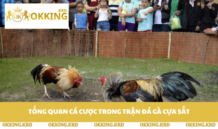 Tổng quan cá cược trong trận đá gà cựa sắt